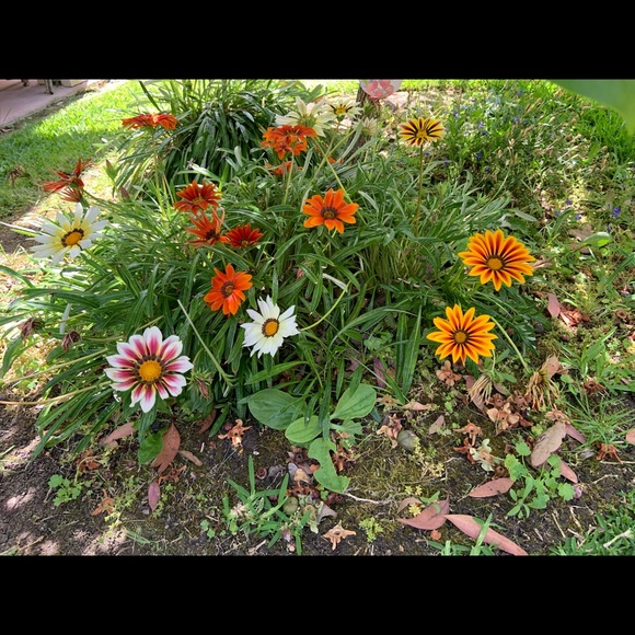 Meet your Posher, Alexia - Picture 1 of 1